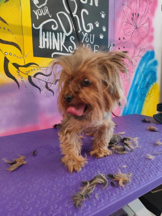 Груминг и разходки за домашни любимци