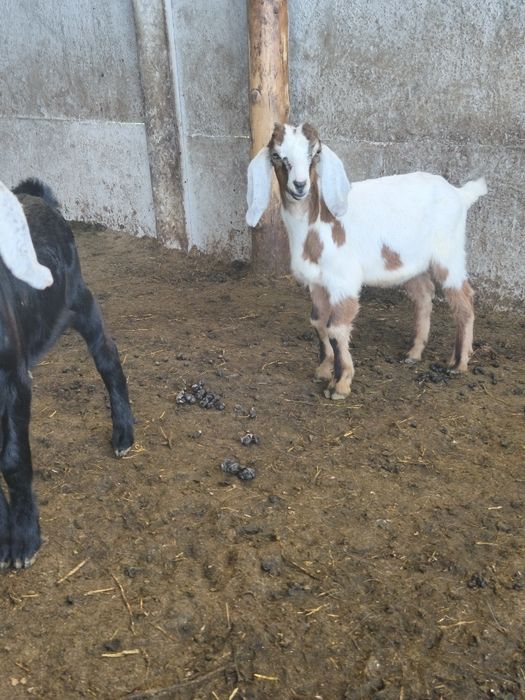 Disponibili 2 țăpișori anglonubieni