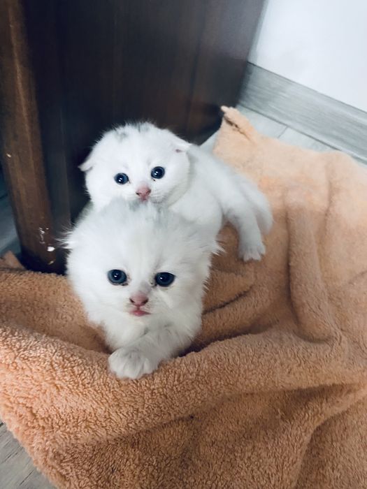 Котята шотландский вислоухие