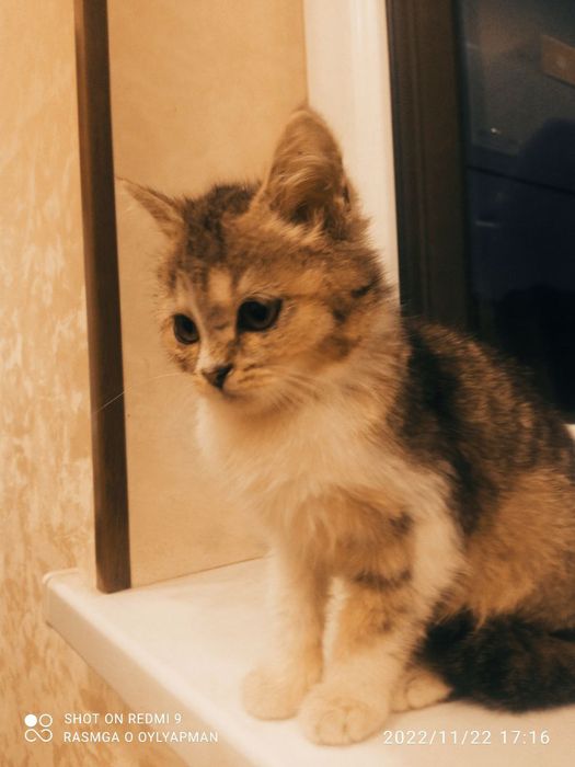 Shin shila mushu