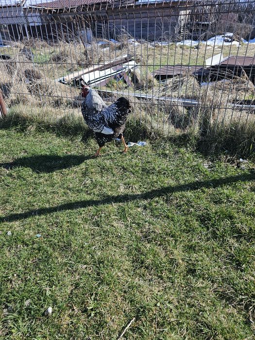 Cocoș wiandote argintiu