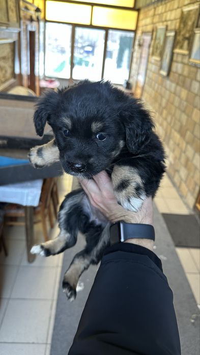 Отдам даром щенков