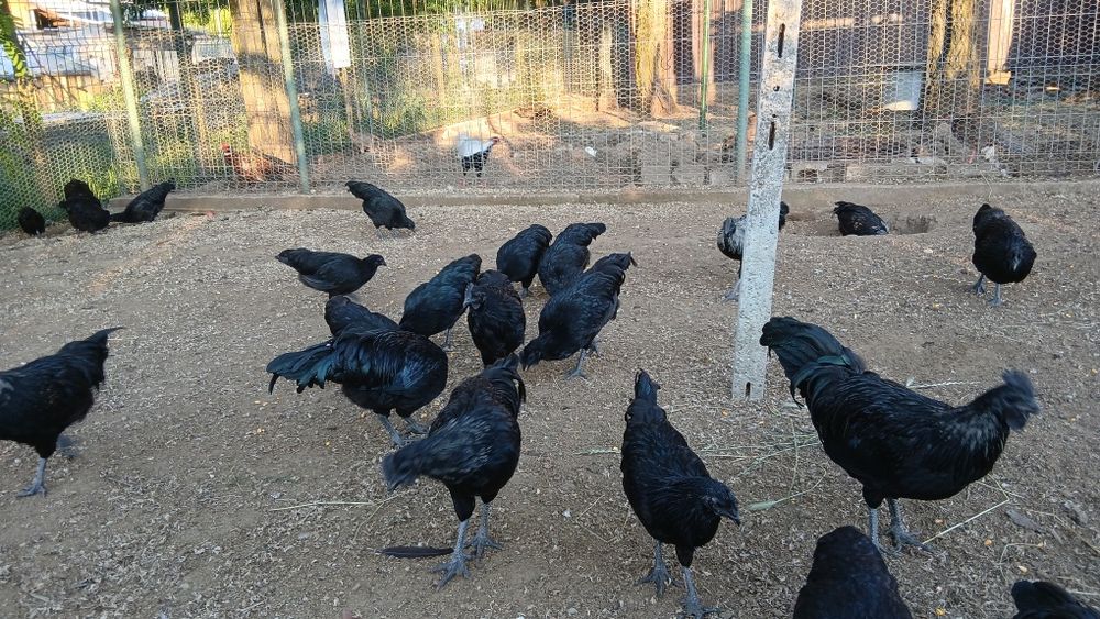 Vand gaini si cocosi cemani