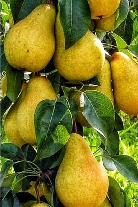 Vand puieti de pomi fructiferi altoit i columnari