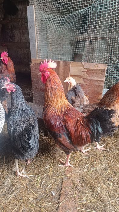 Продам молодых петухов