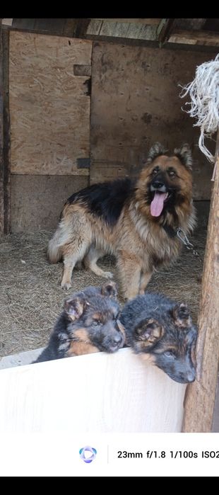 Продам шикарного  кабеля