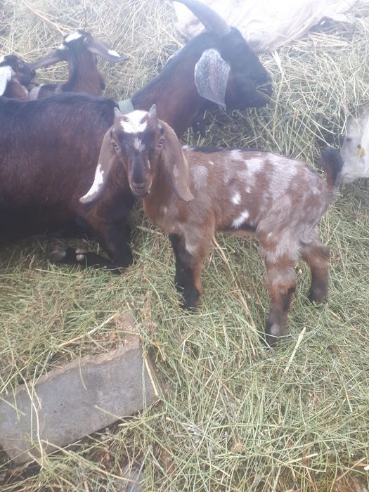Козлята  Анло нубийские.