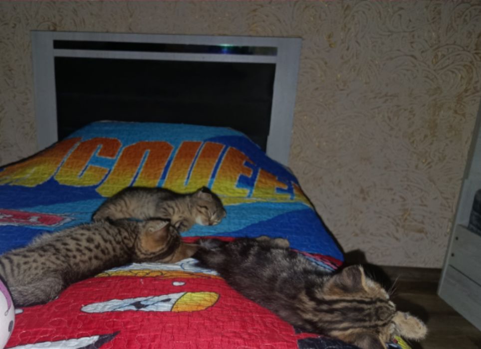 scottish straight va Scottish fold mushukchalari