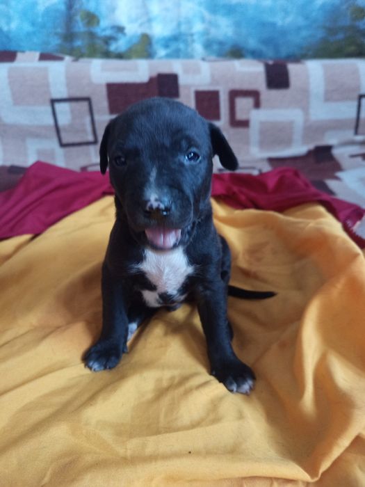 Продам Щенков питбули