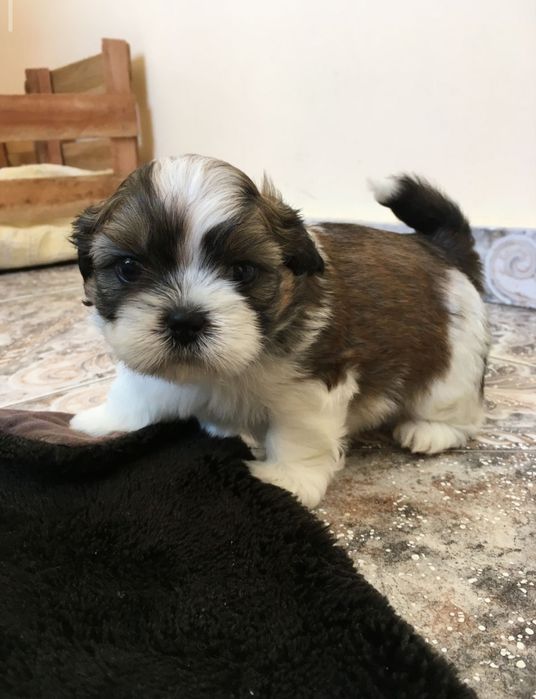 Shih tzu  pui ajut cu transport în țară