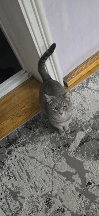 Беременная кошка, в хорошие руки