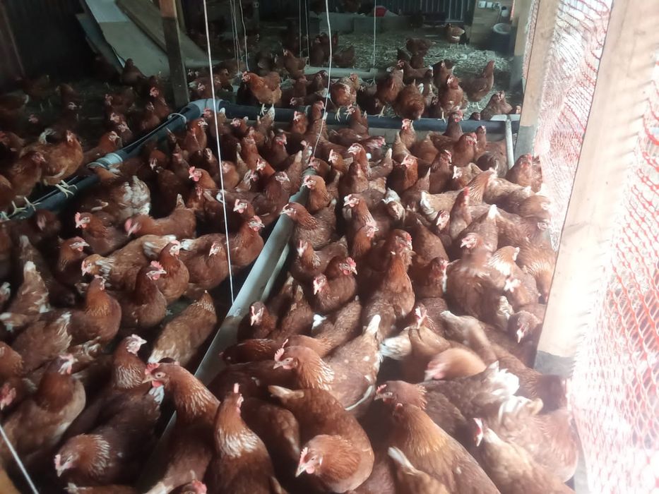 Несушка тауықтар ломан браун