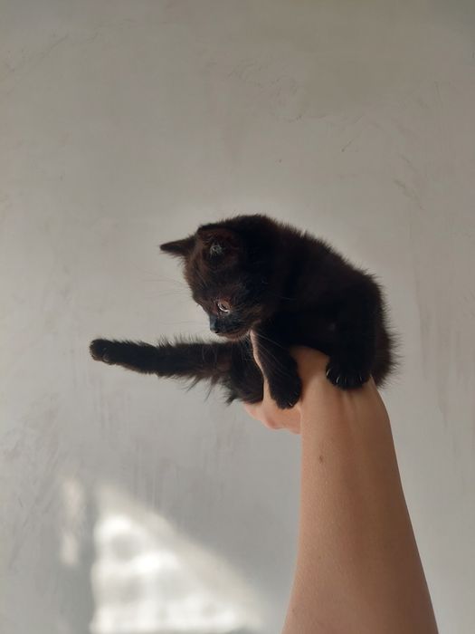 Котенок ищет дом и любящую семью
