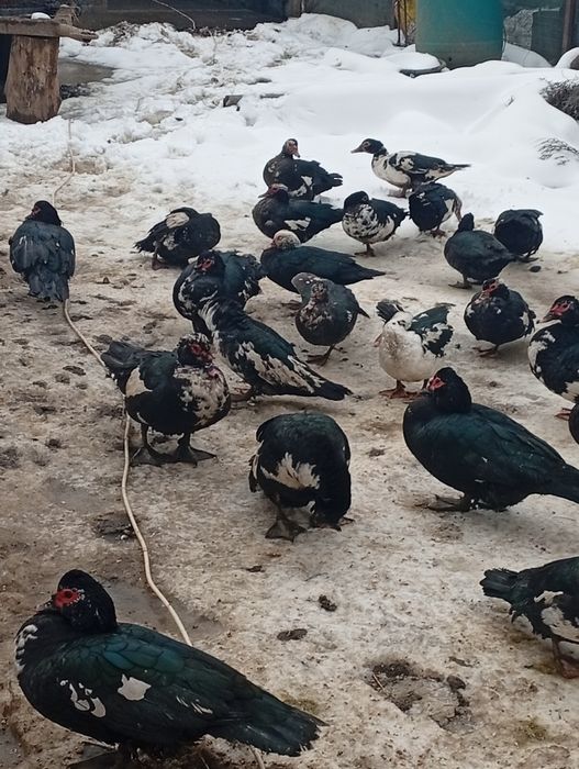 Vând rate leșești