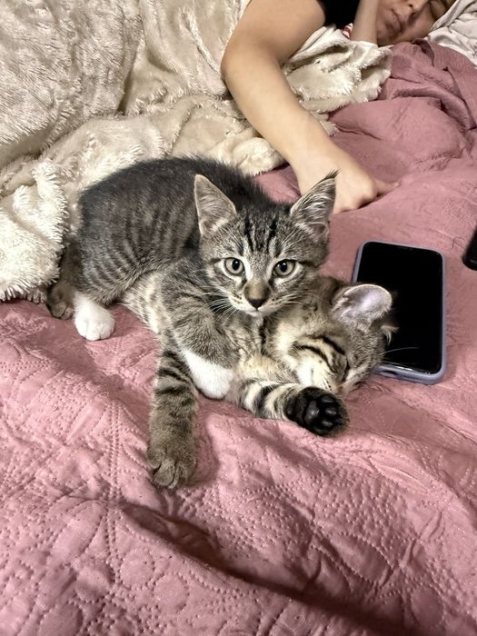 Отдам котят красивых