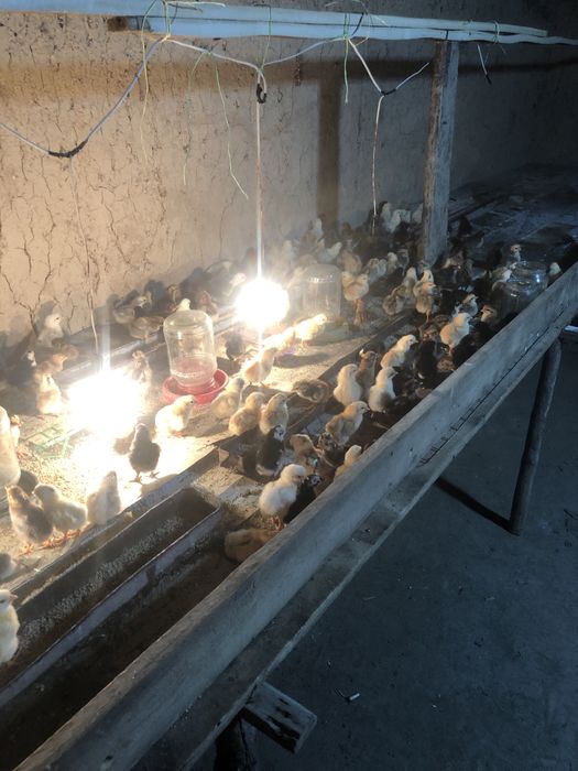 Jõjalar sotiladi 1kunlik damashni