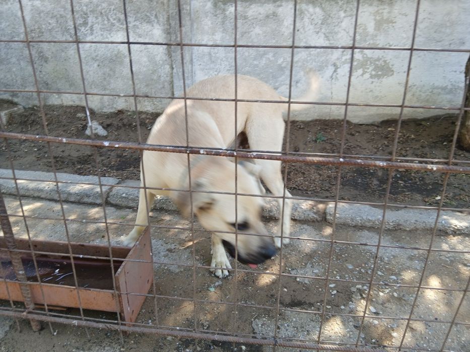 Kangal   pentru iubitori deo animale  .