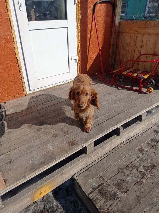 Русский охотничий спаниель