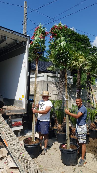 Leandru. lămâi. mandarin. hortensia  palmieri