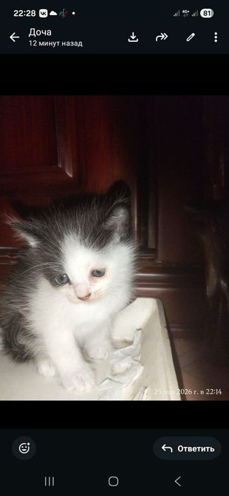 Котики в хорошие руки