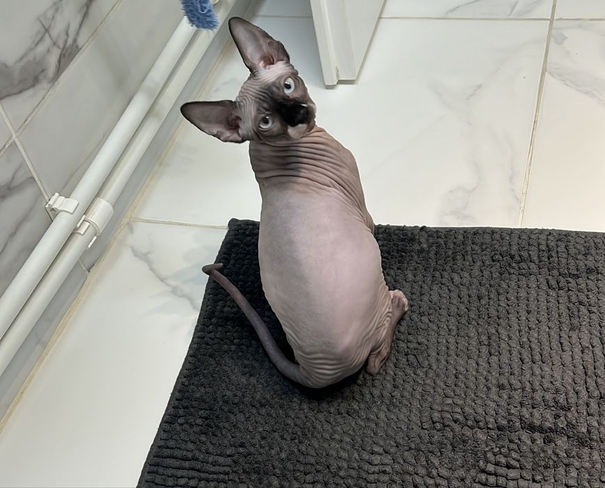 Sphynx sfinx mascul