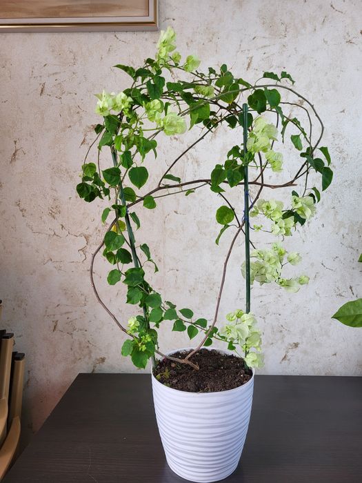 Бугенвилии  замиакулькас