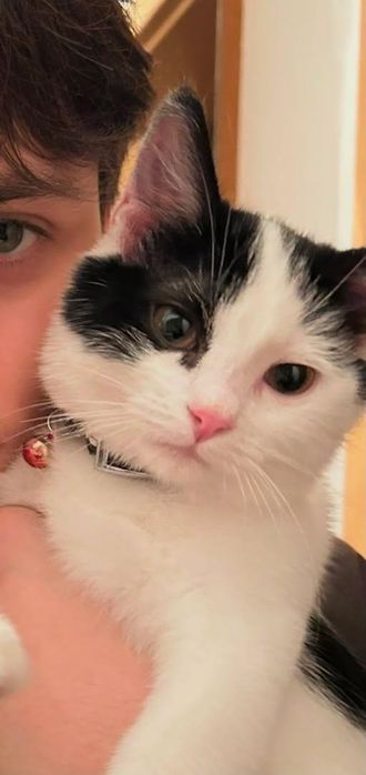 Motanei spre adoptie