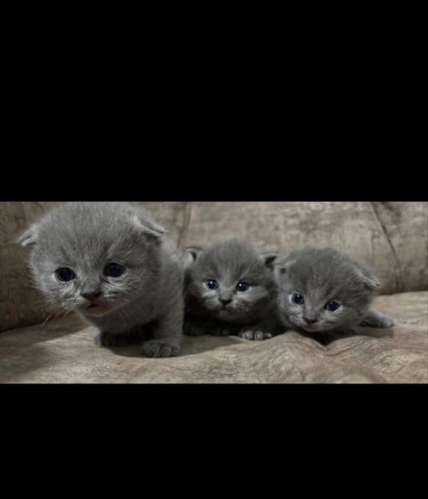 Продается котенок