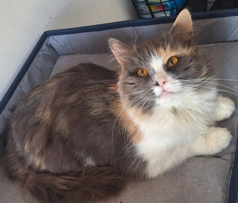 КОТЯТА ждут семью !!!