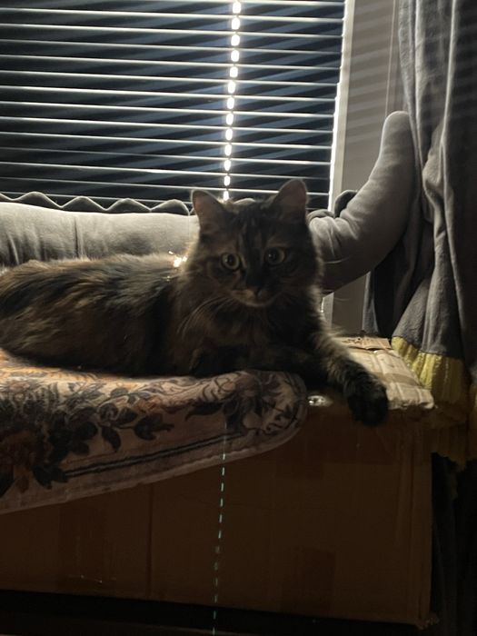 Отдам в добрые руки кота и кошку