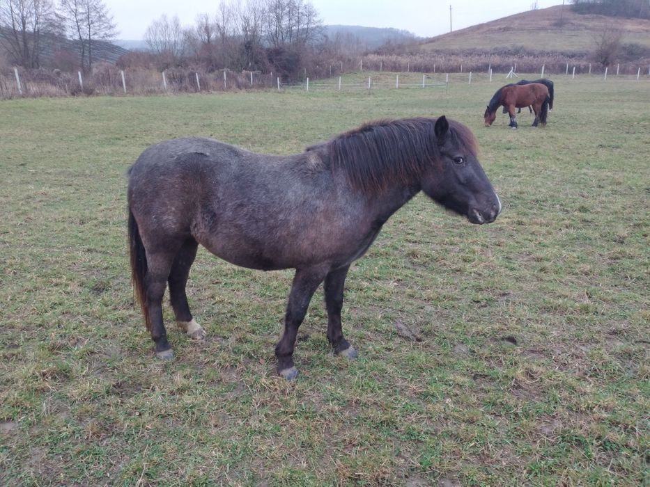 Poneita  talie mare  de 3 ani