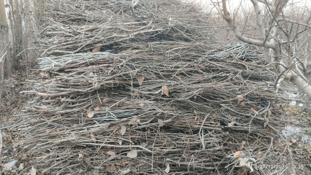 Quruq shox oʻtin sotiladi