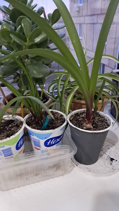 Продаётся комнатные цветы