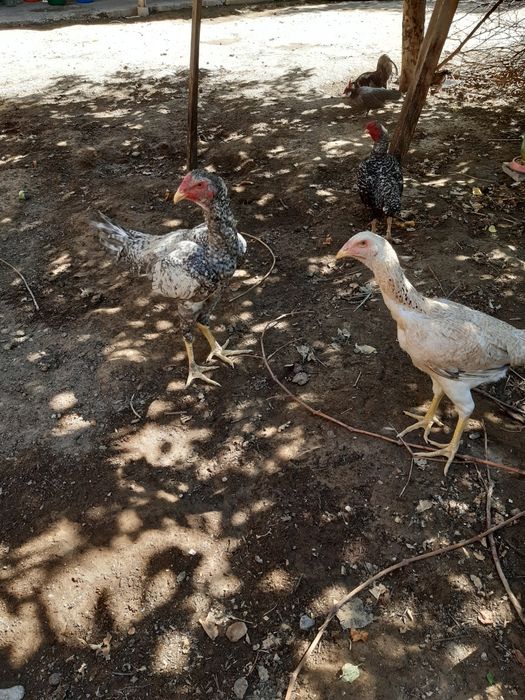 Куры Байтсовские Даканы