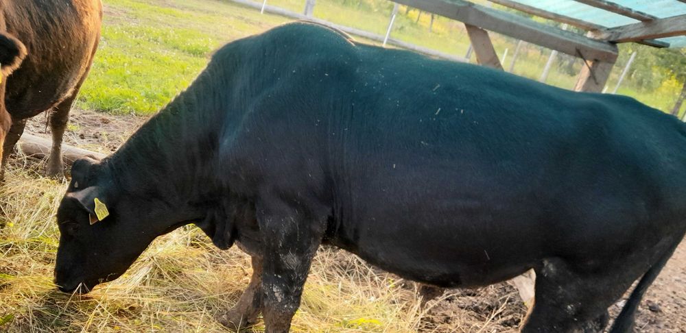 Taur Angus 2 ani