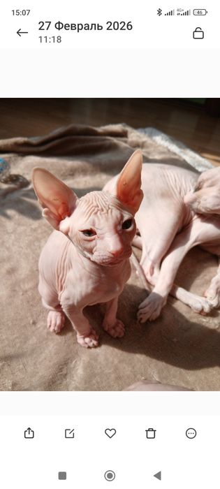 Сфинкс Питерболд