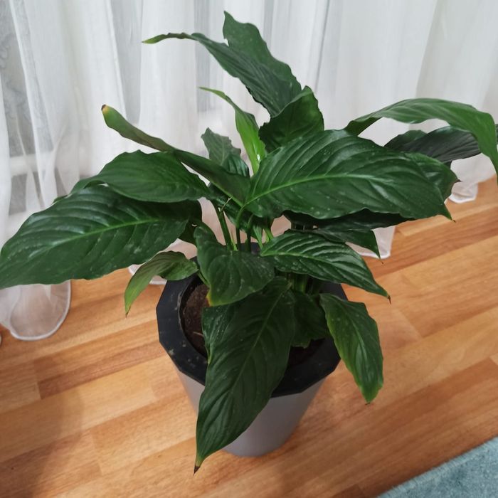 Цветы комнатные Женское счастье Фикус Герань