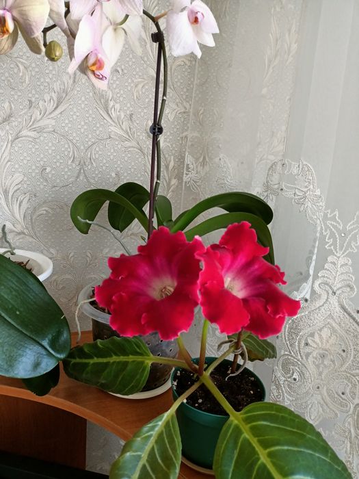 Продам ростки глоксиний