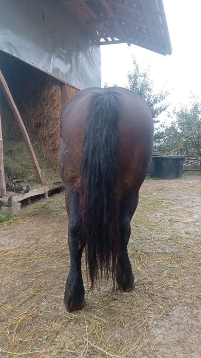 Cal de vânzare Prahova