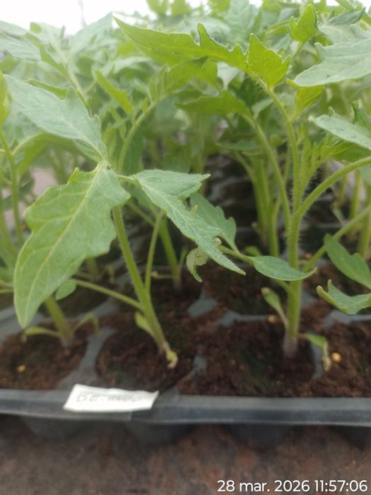 Rasad de roșii Sandoline Rila si alte hibrizi