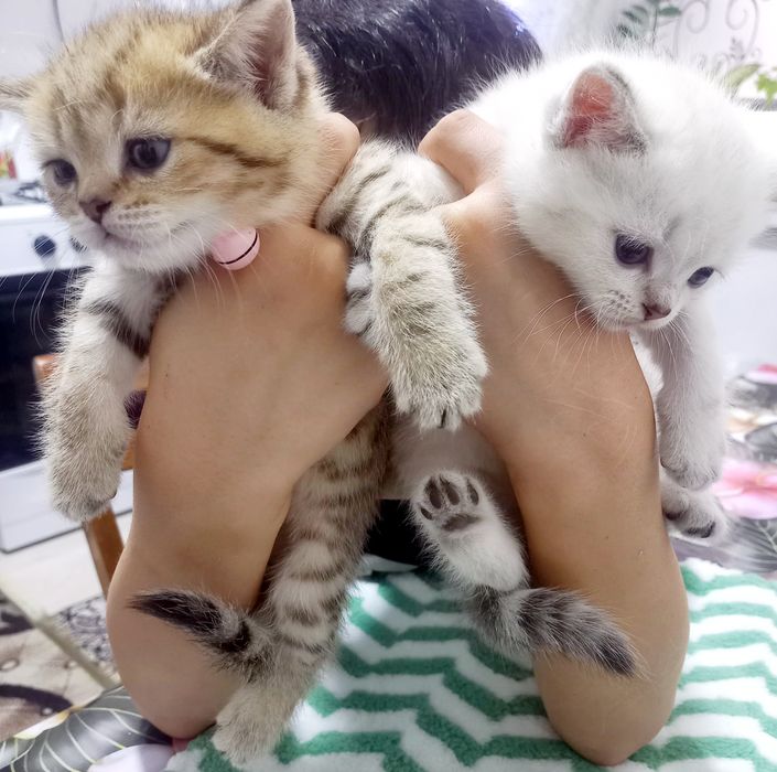 Toza qon mushukchalar sotiladi