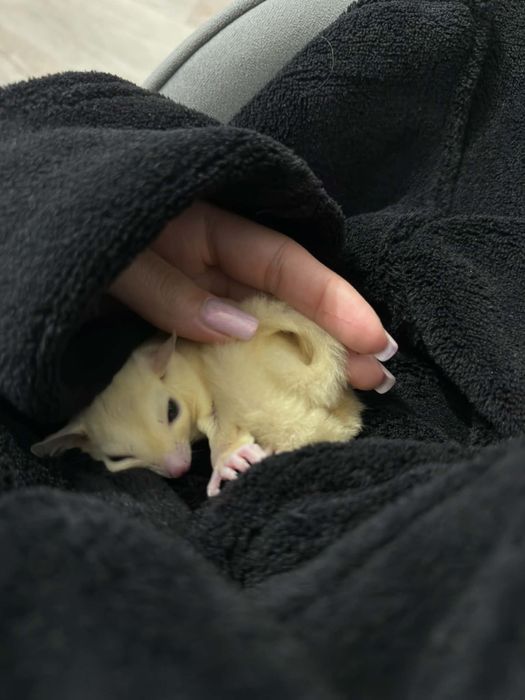 Veverita zburatoare- Sugar Glider