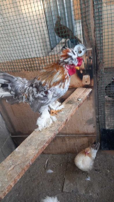 Карликовые Петушки