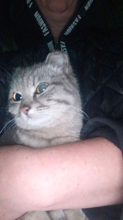 Пристраивается котенок