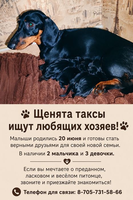 Продам щенков таксы