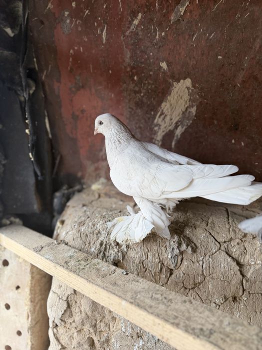 Белый тасман галубка