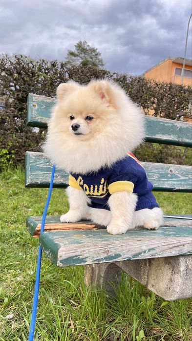 Вязка (шпиц) 3 года