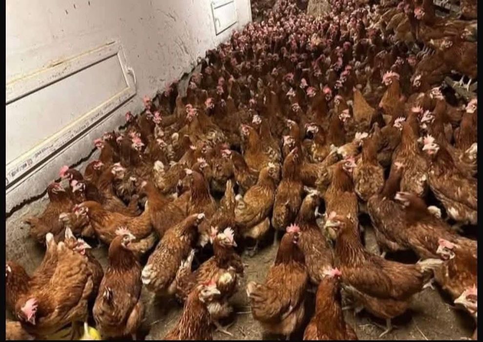 Găini roși ouătoare