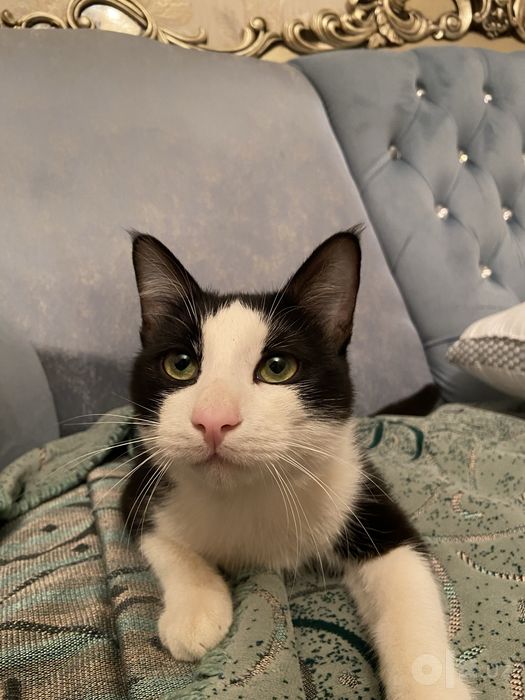 Котенок 1год в хорошие руки