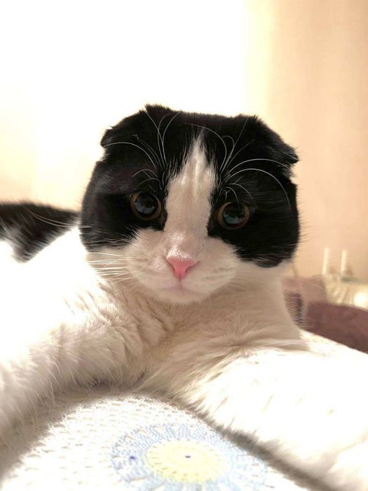 Vyaskaga (Sotilmaydi)